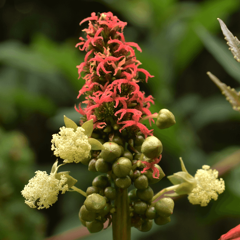 Castor Bean