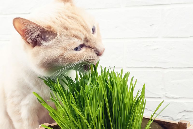 Cat Grass