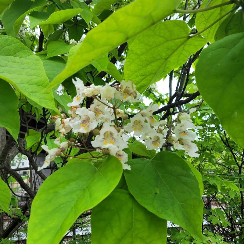 Catalpa