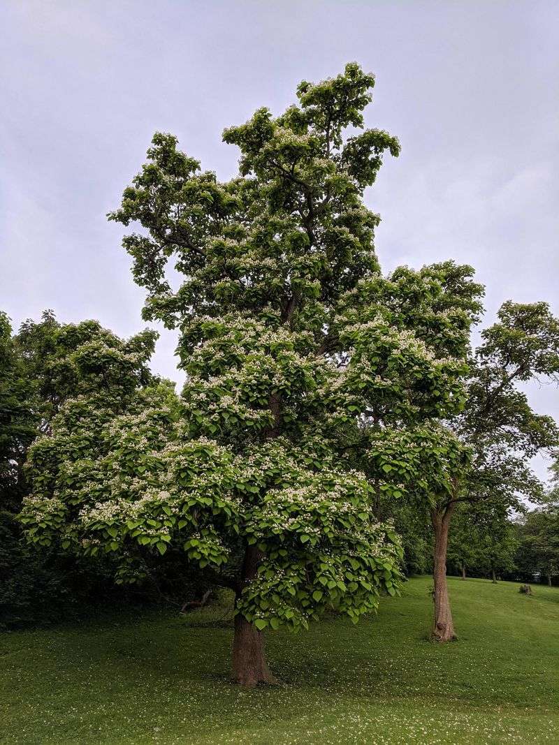 Catalpa