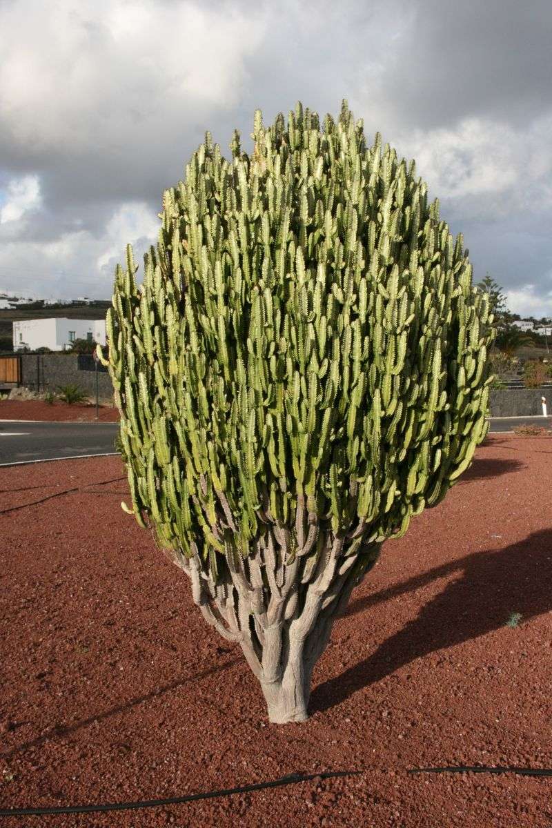 Cathedral Cactus