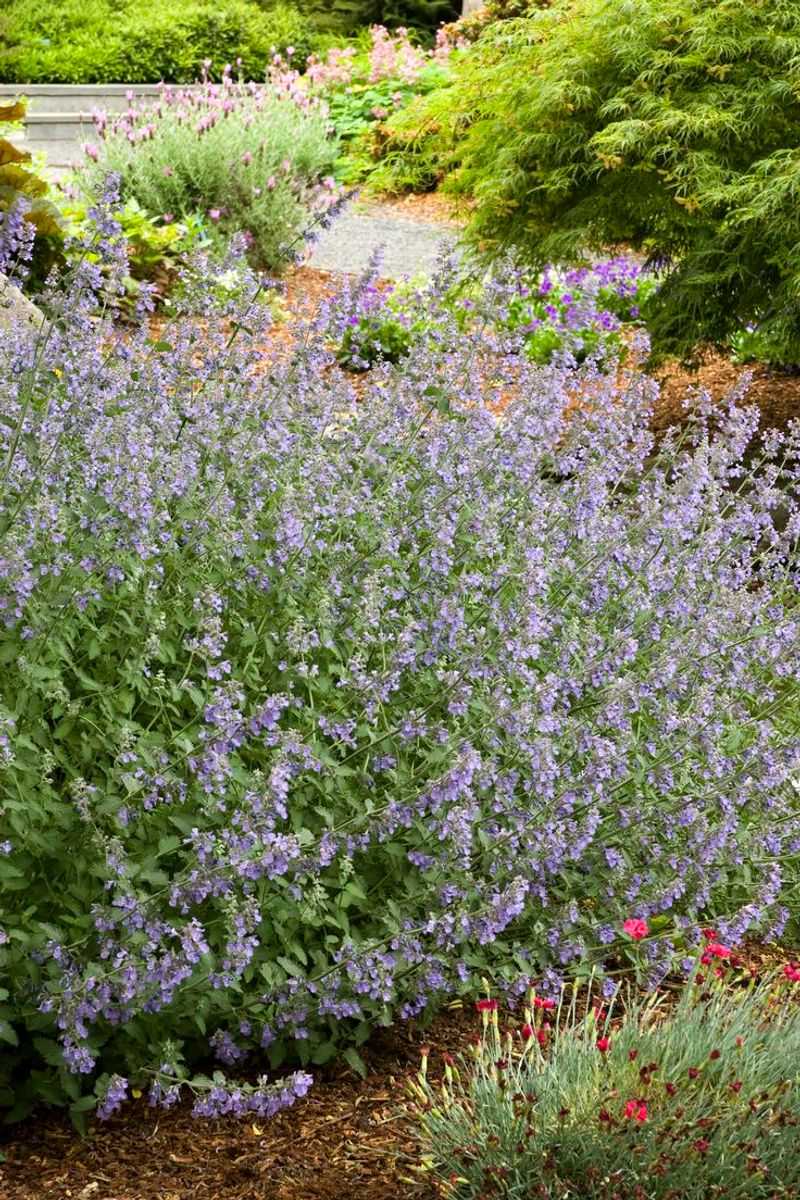 Catmint