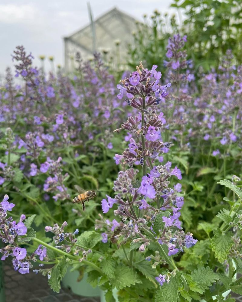 Catmint