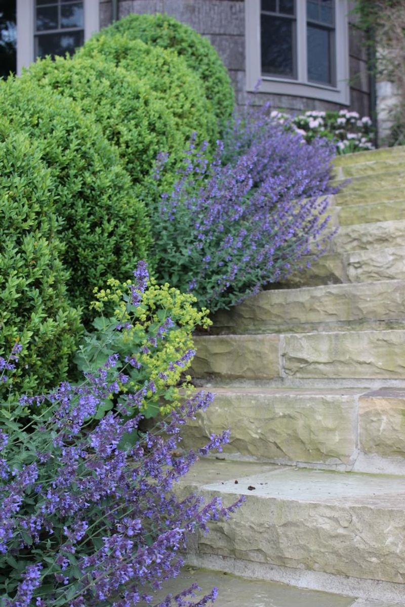 Catmint