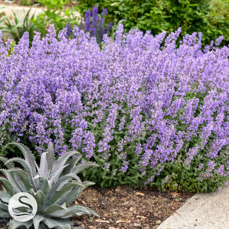 Catmint