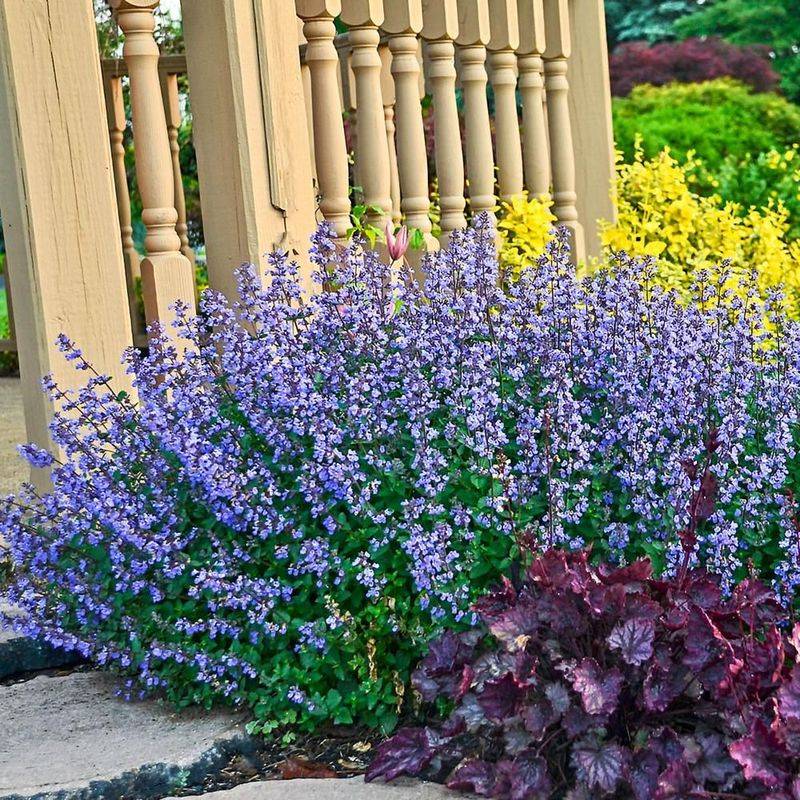 Catmint (Nepeta)