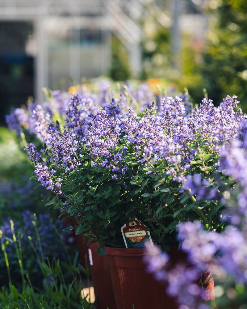 Catmint (Nepeta)