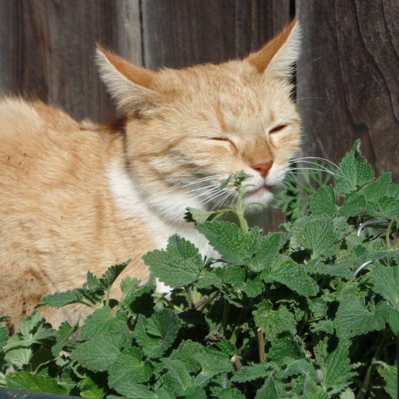 Catnip