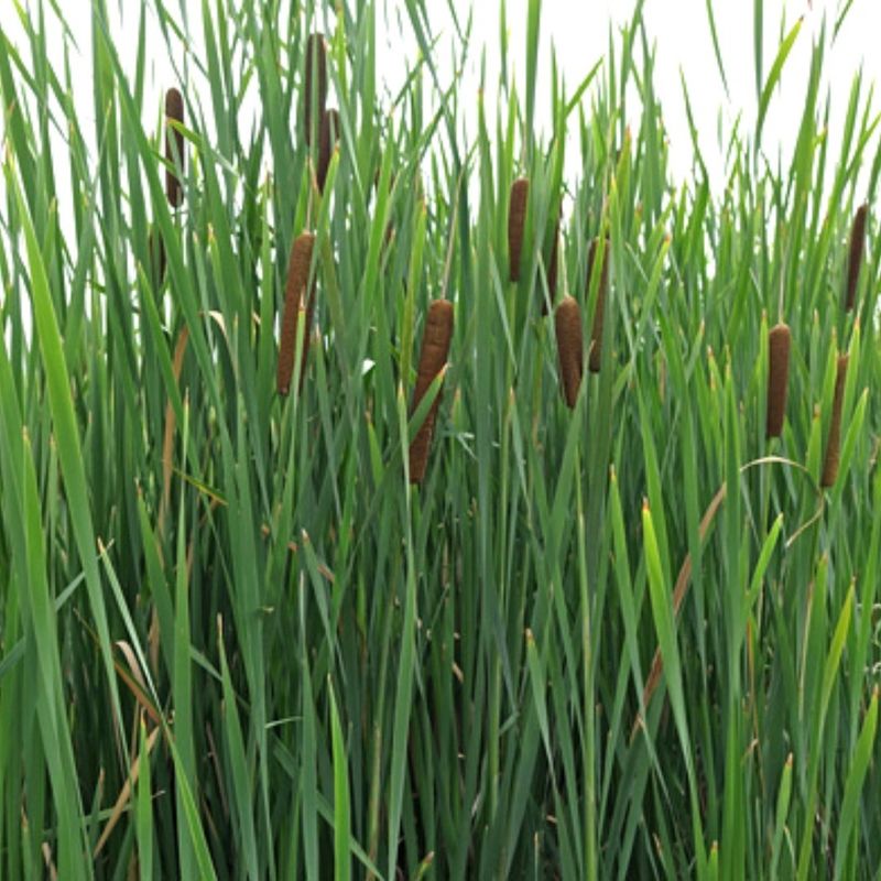 Cattail (Typha)