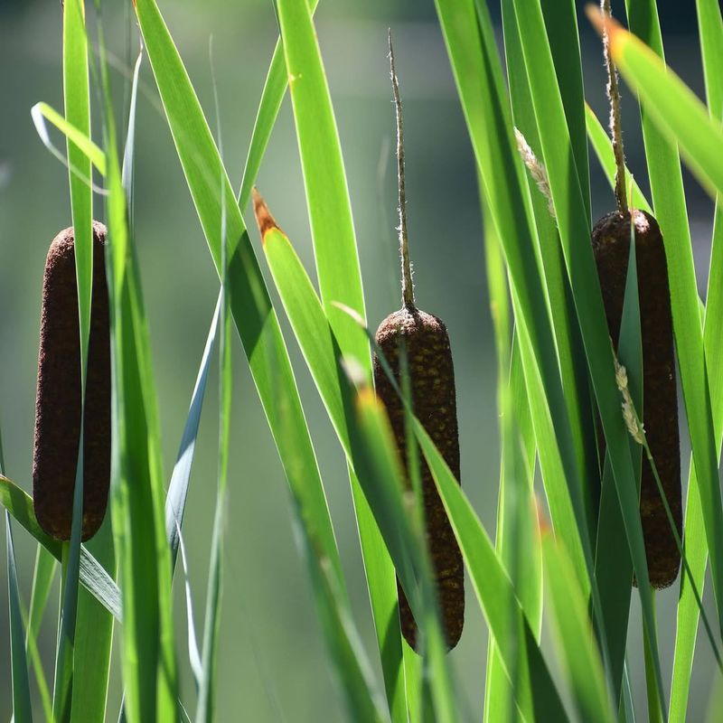 Cattails