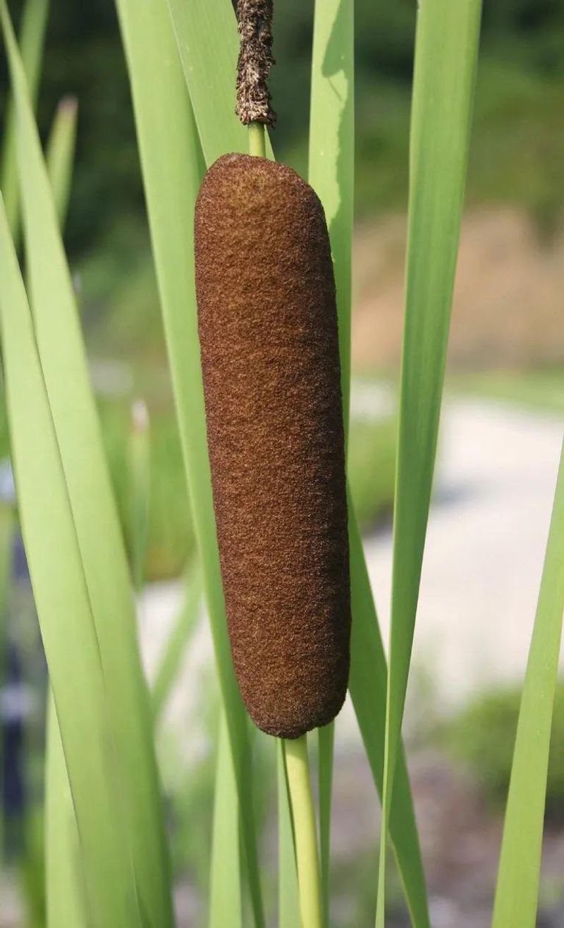 Cattails