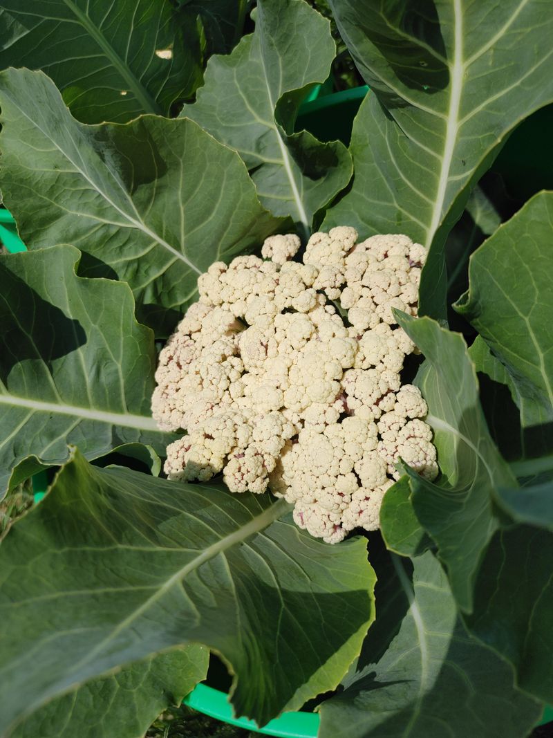 Cauliflower