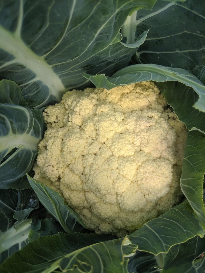 Cauliflower