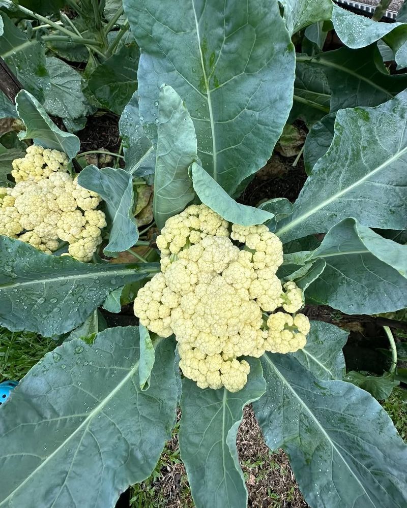 Cauliflower