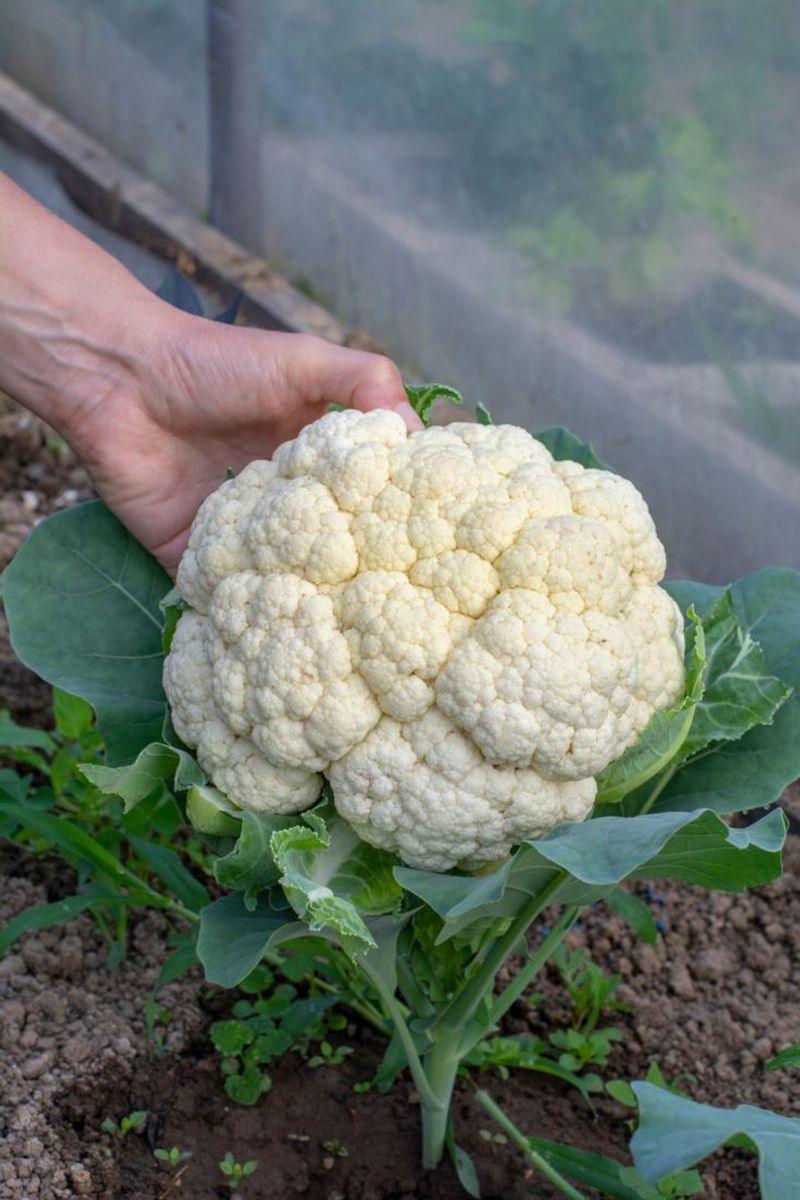 Cauliflower