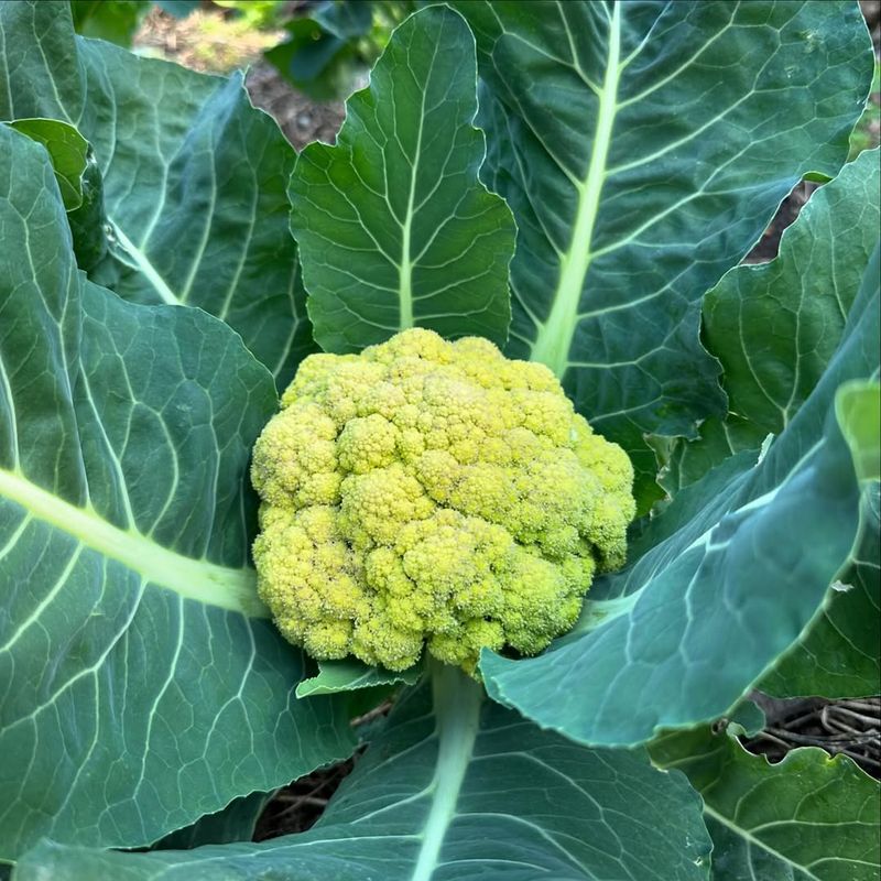 Cauliflower