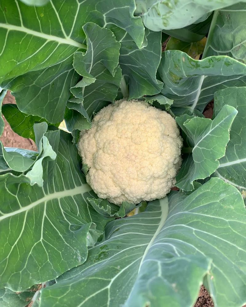 Cauliflower