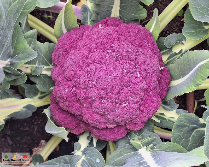 Cauliflower