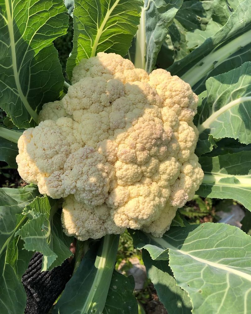 Cauliflower