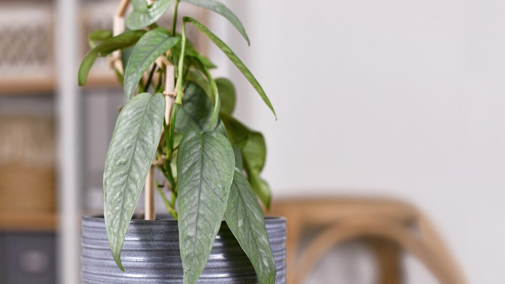cebu blue pothos