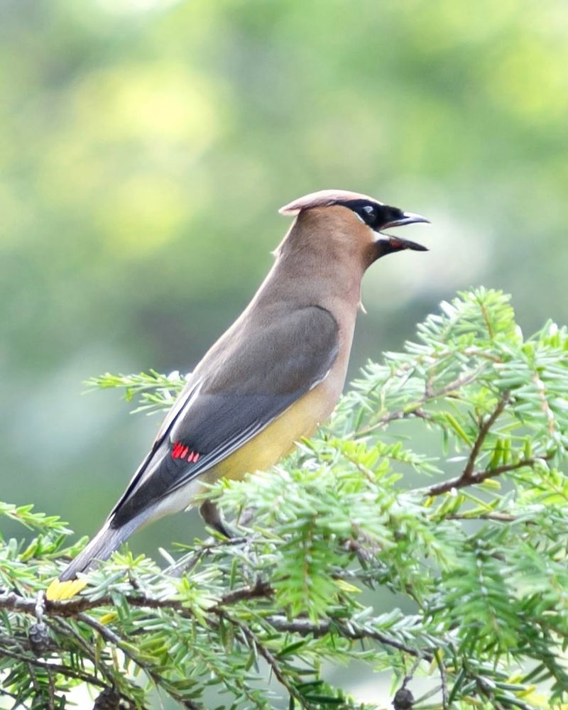 Cedar Waxwing