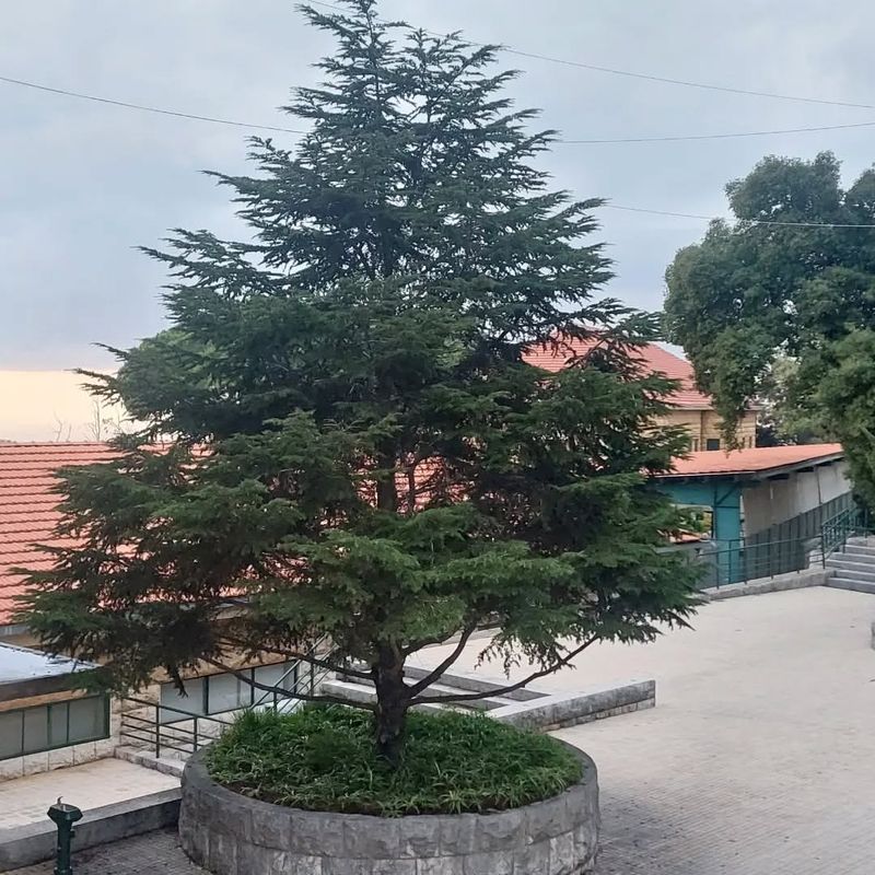 Cedrus libani (Cedar of Lebanon)