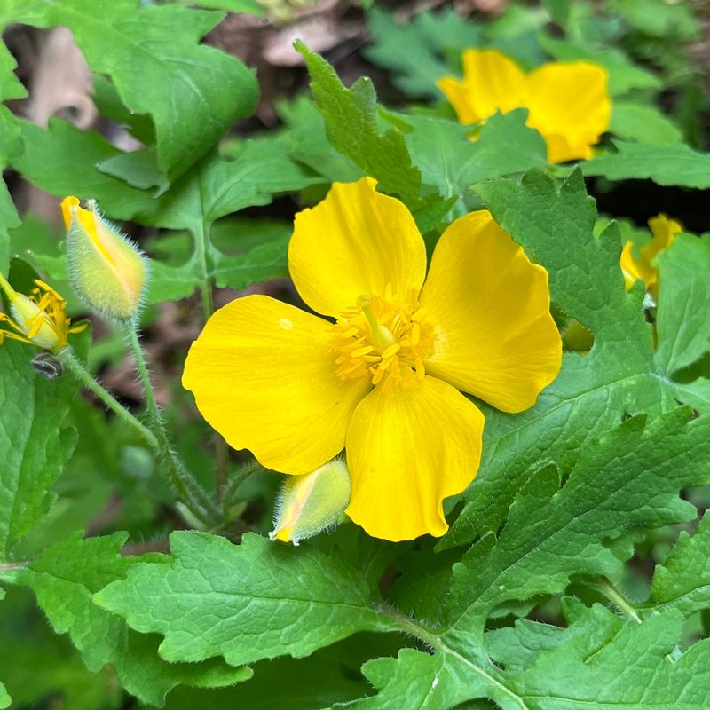 Celandine Poppy