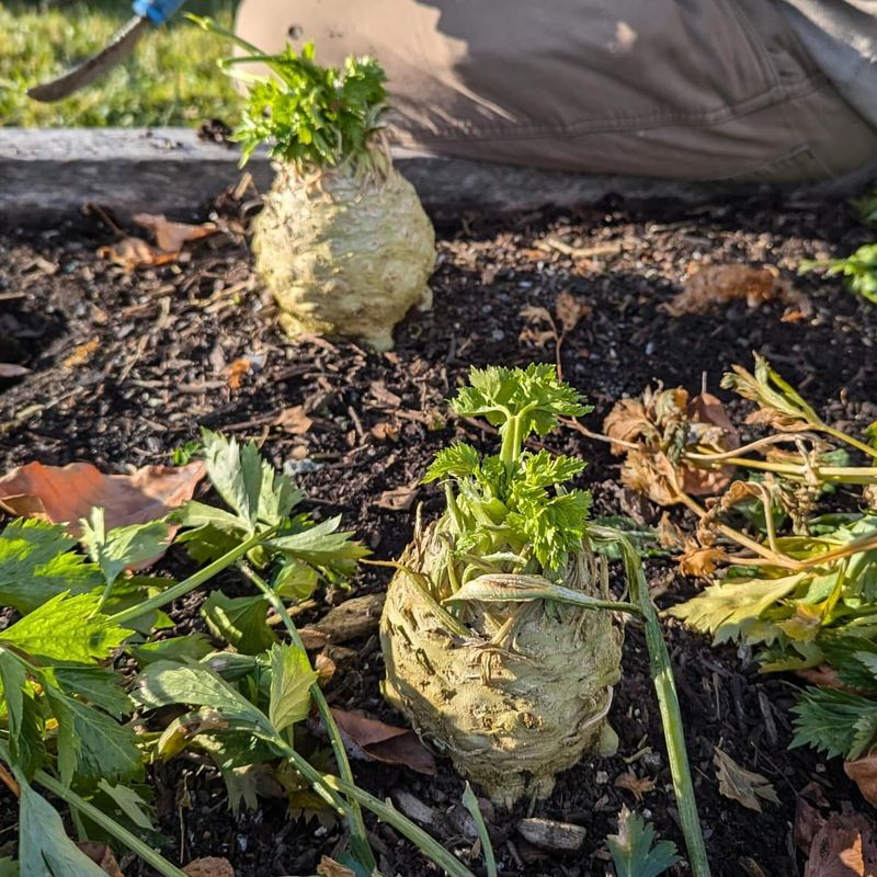 Celeriac