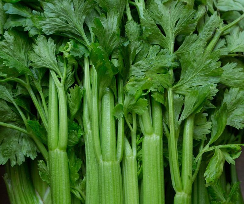 Celery