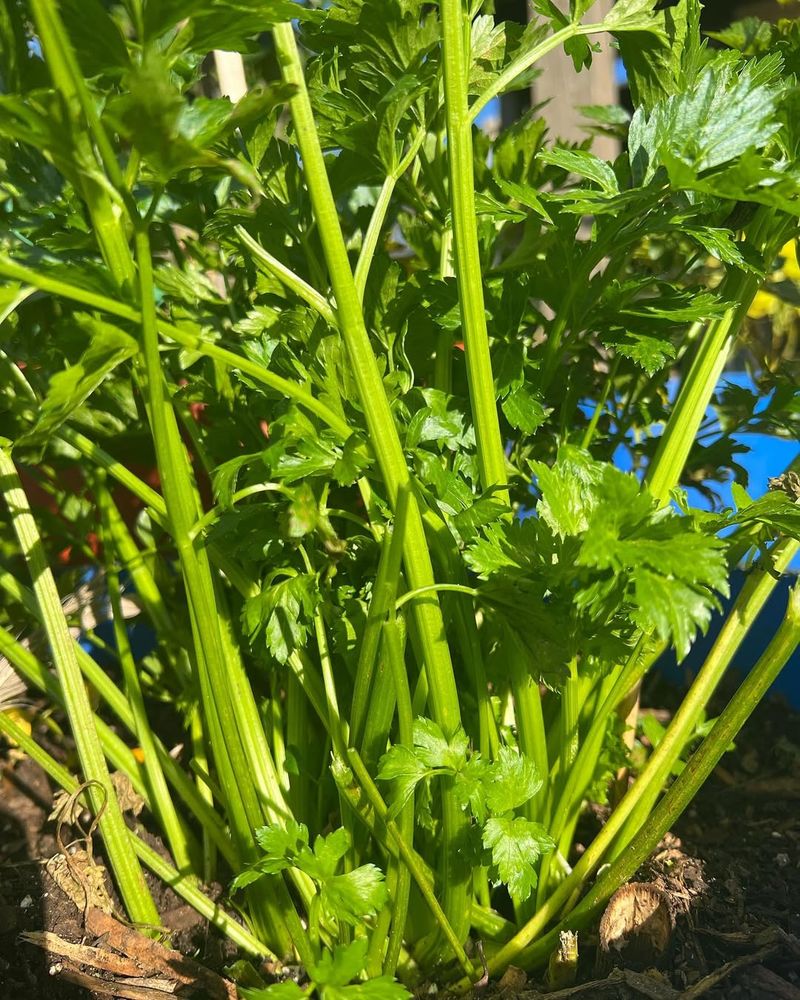 Celery