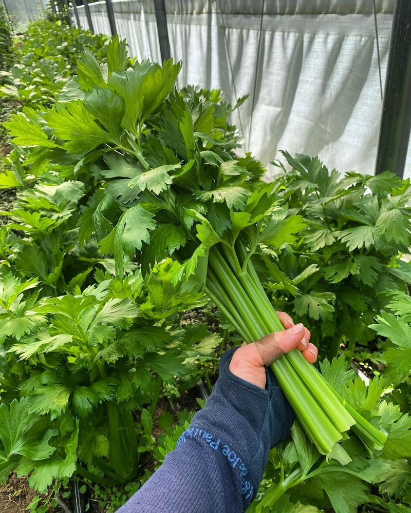 Celery