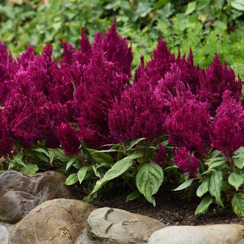 Celosia