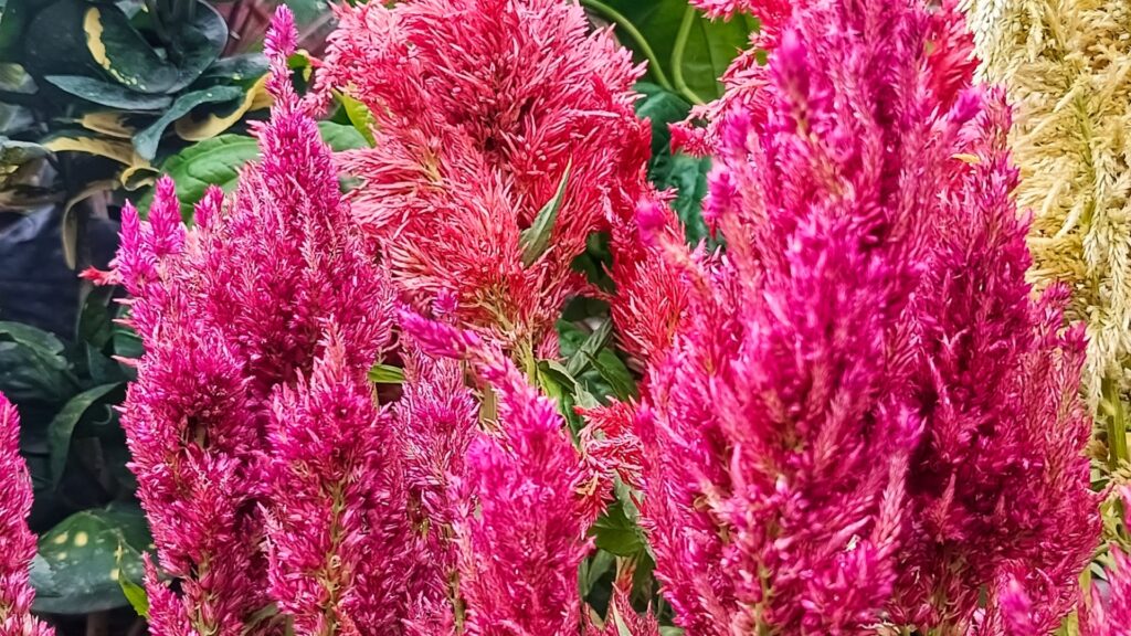 pink celosia blossoms