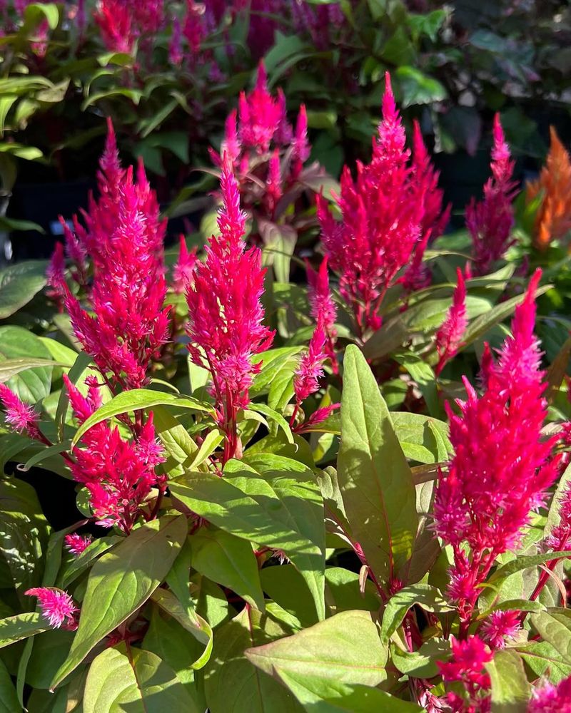 Celosia