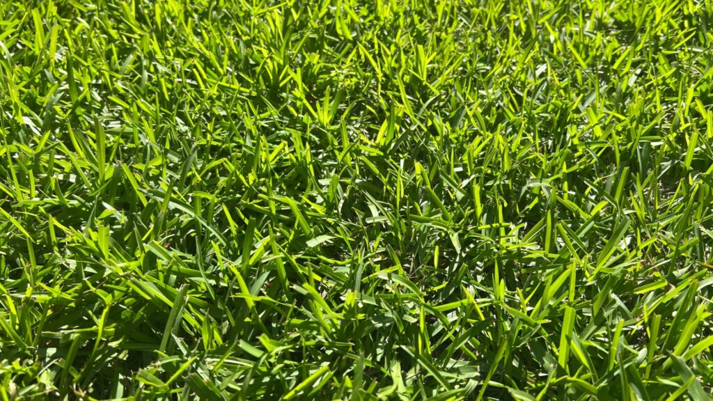 centipede grass