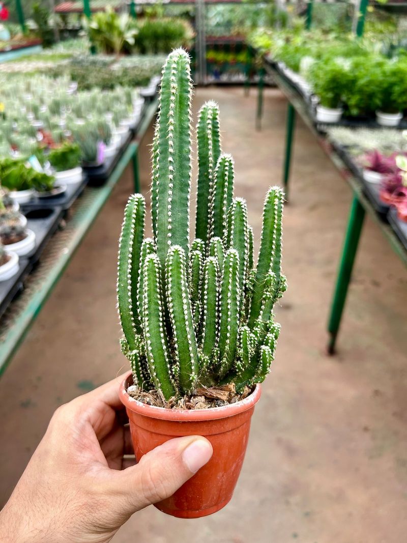 Cereus Peruvianus