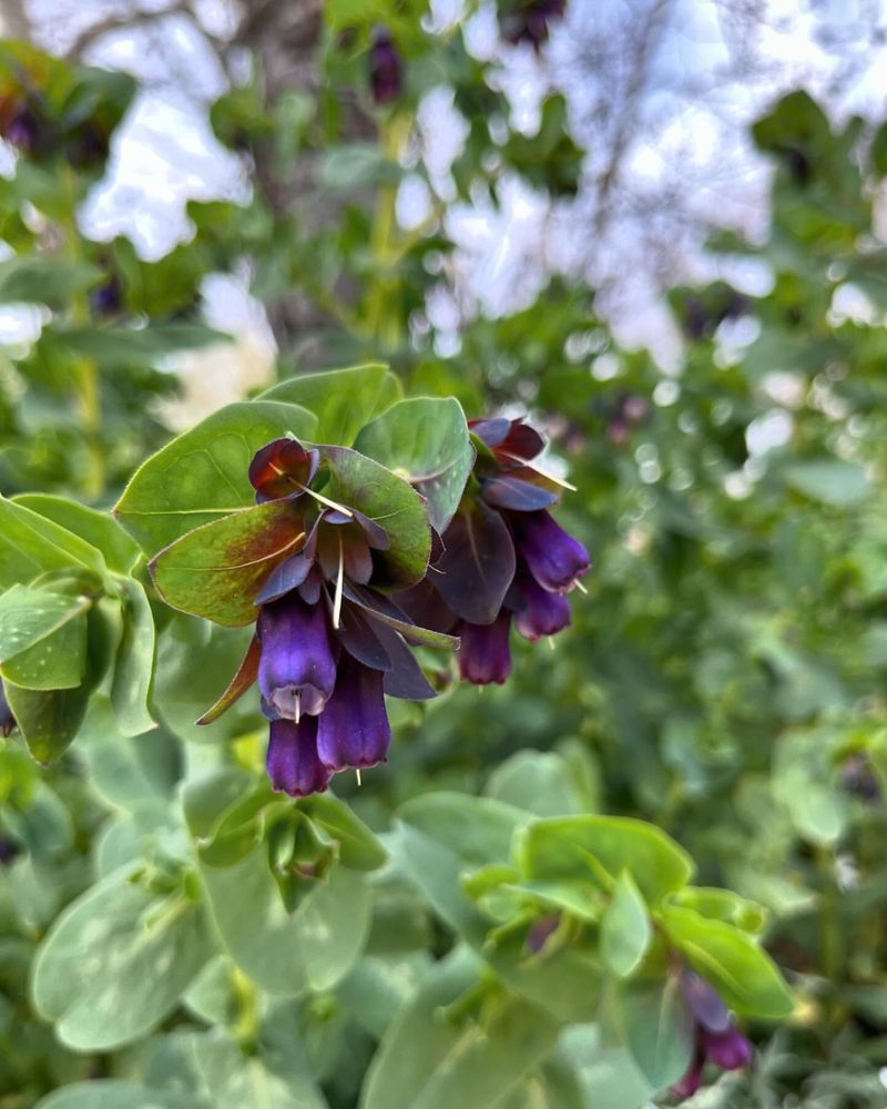 Cerinthe