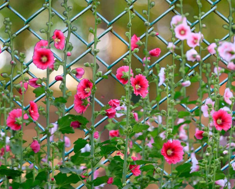 Chain-Link Fence with Vines