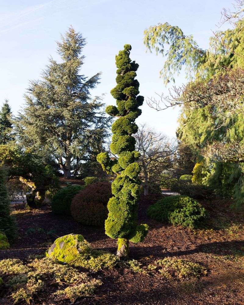 Chamaecyparis obtusa (Hinoki Cypress)