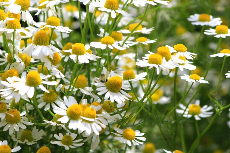 Chamomile