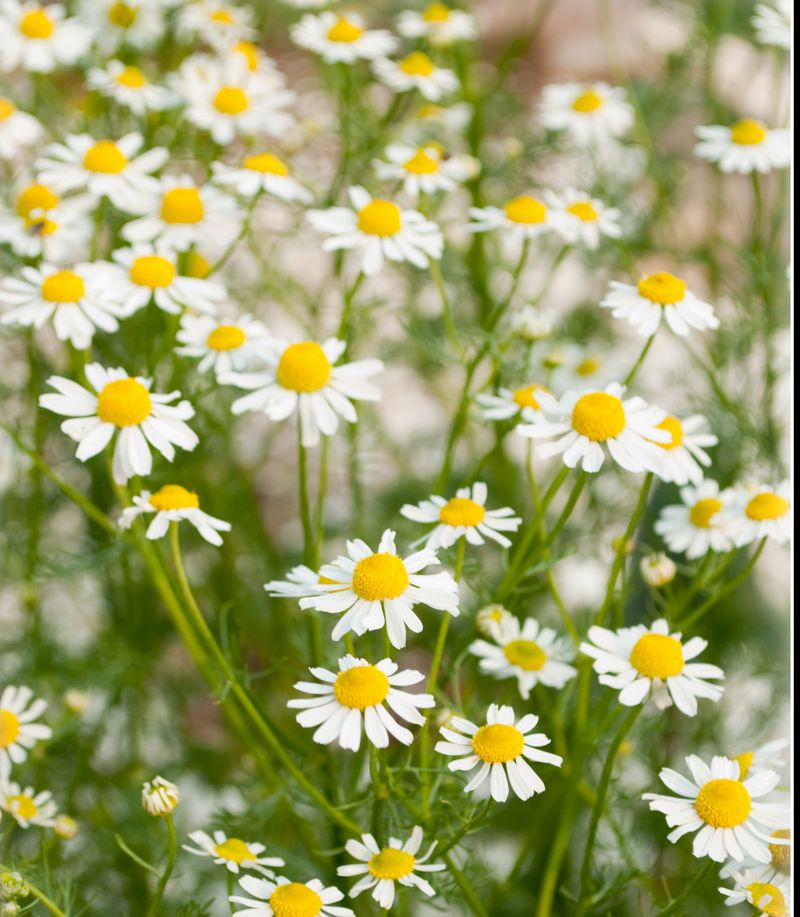 Chamomile