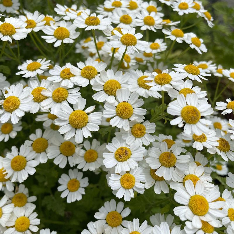 Chamomile