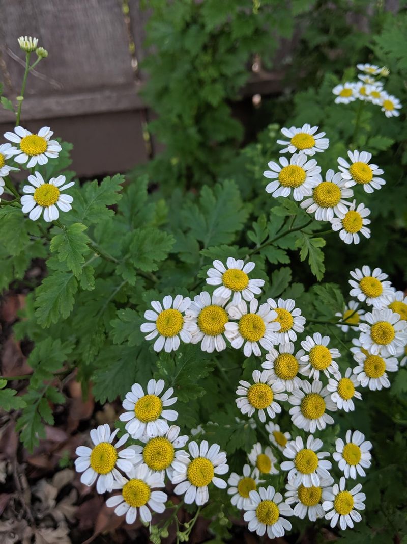 Chamomile