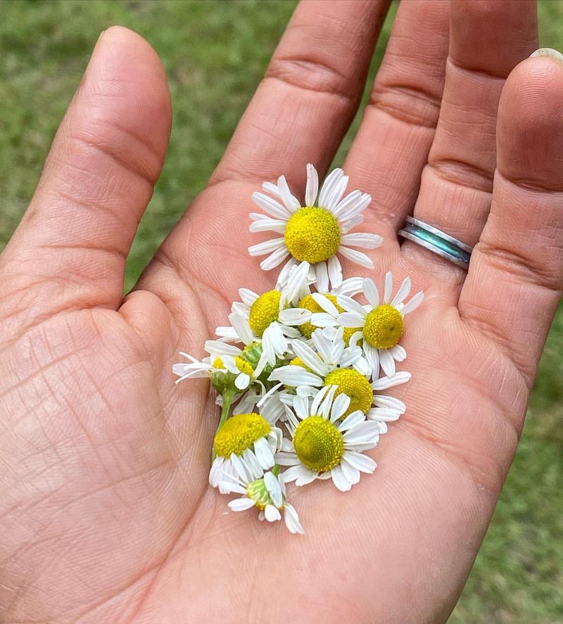 Chamomile Tea for Seedlings