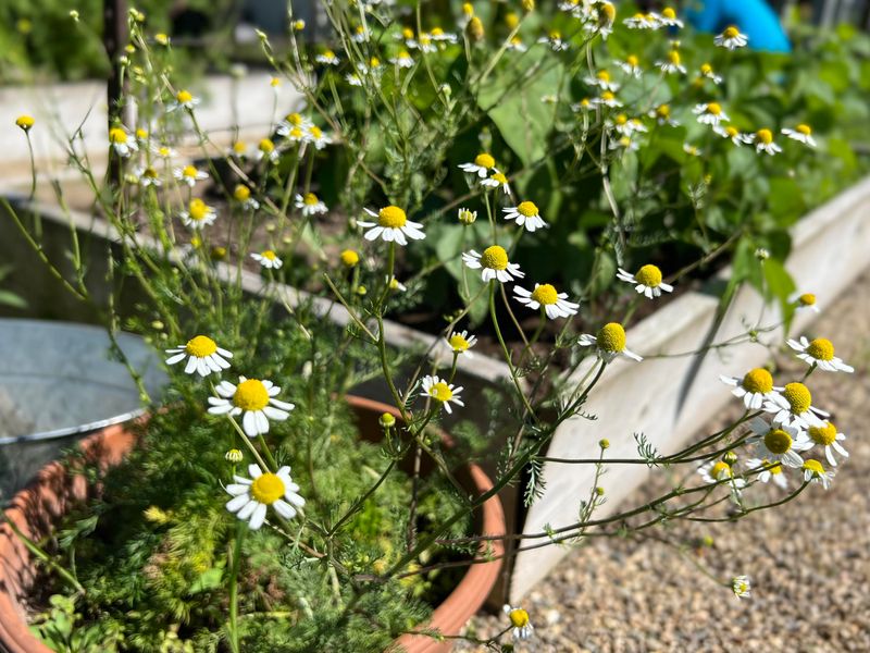 Chamomile and Basil