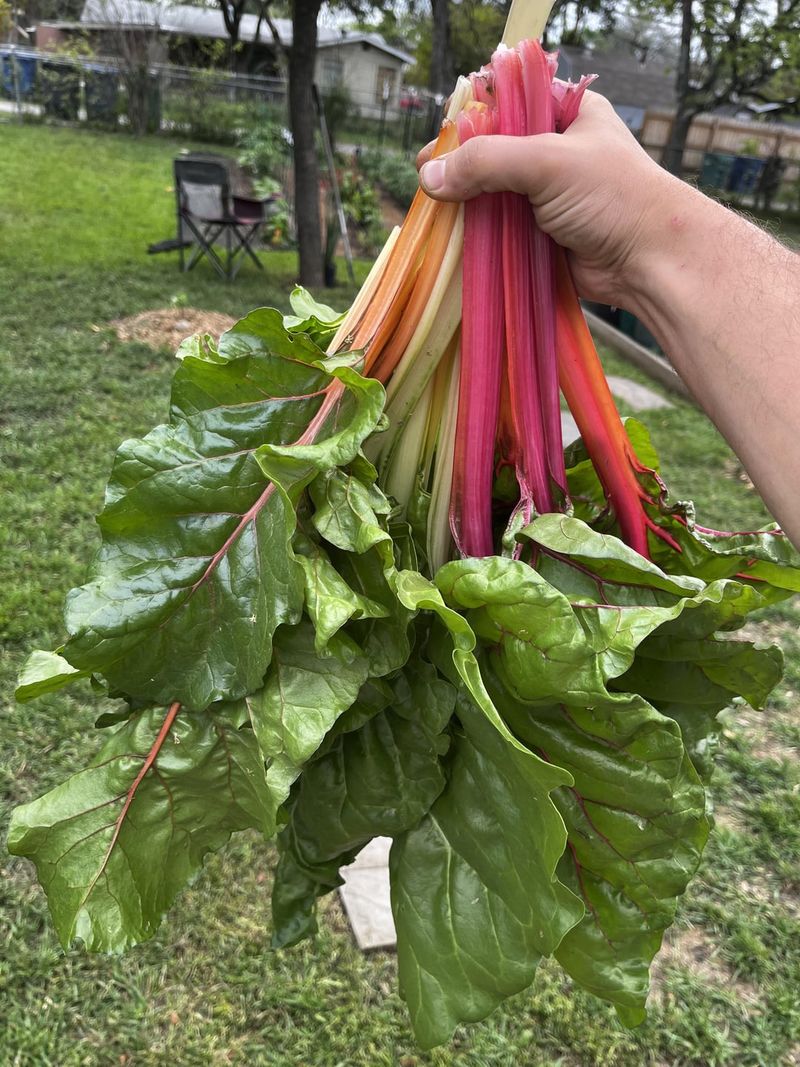 Chard