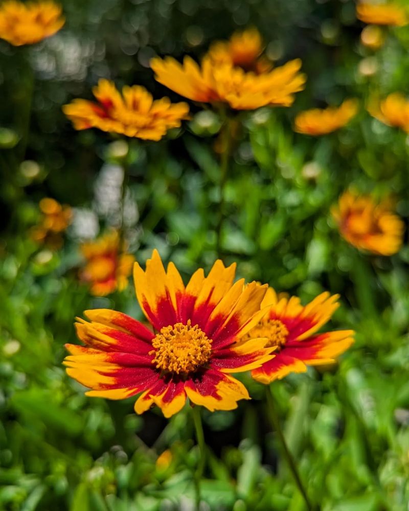 Charming Coreopsis