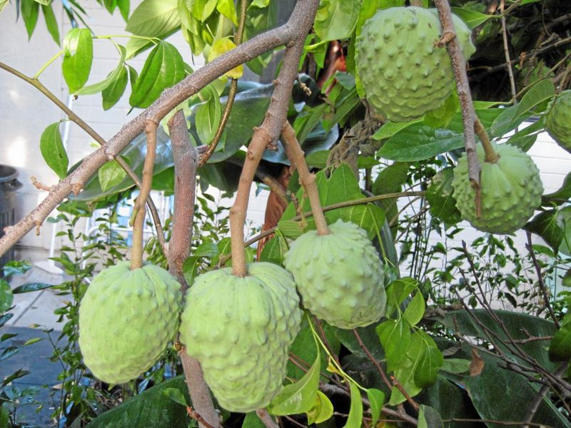 Cherimoya