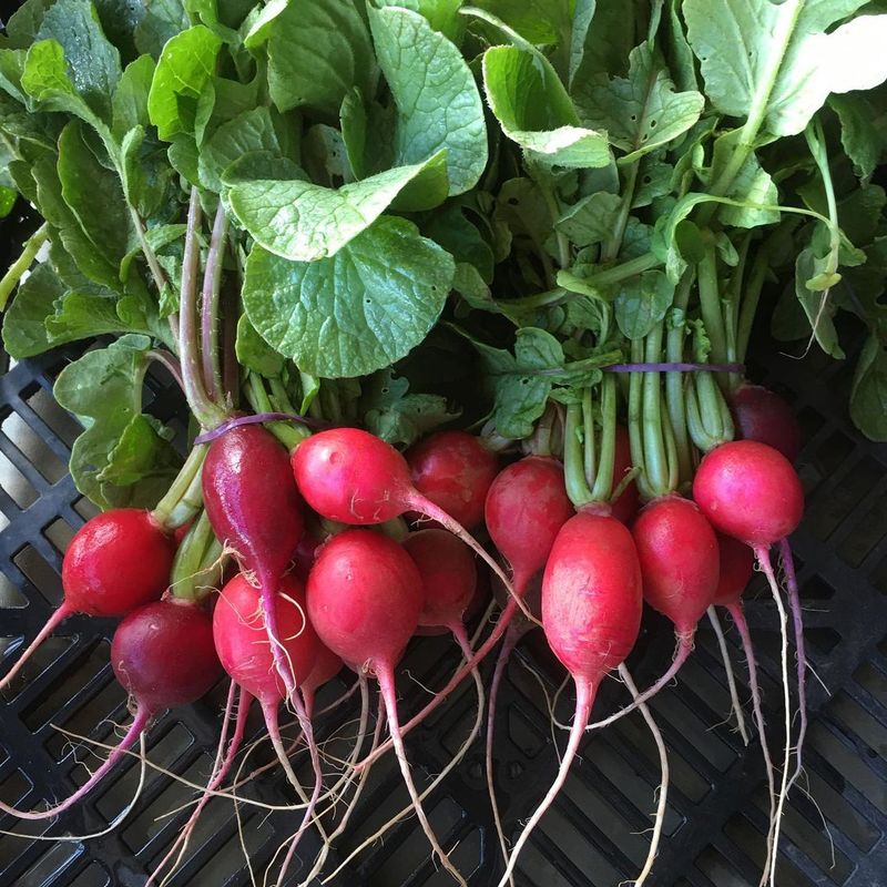 Cherry Belle Radishes