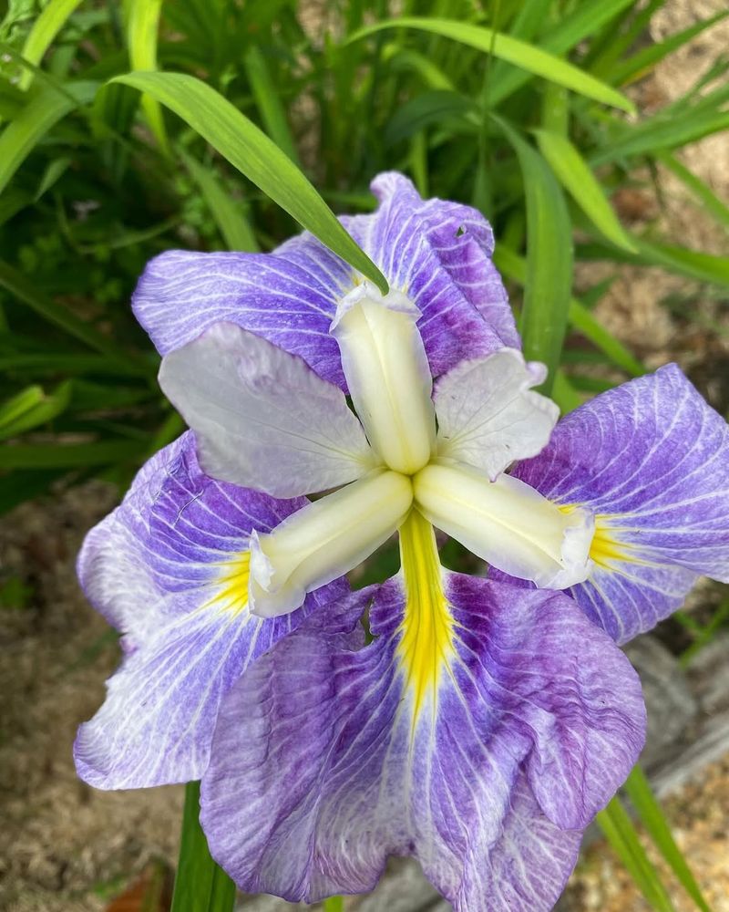 Japanese Iris